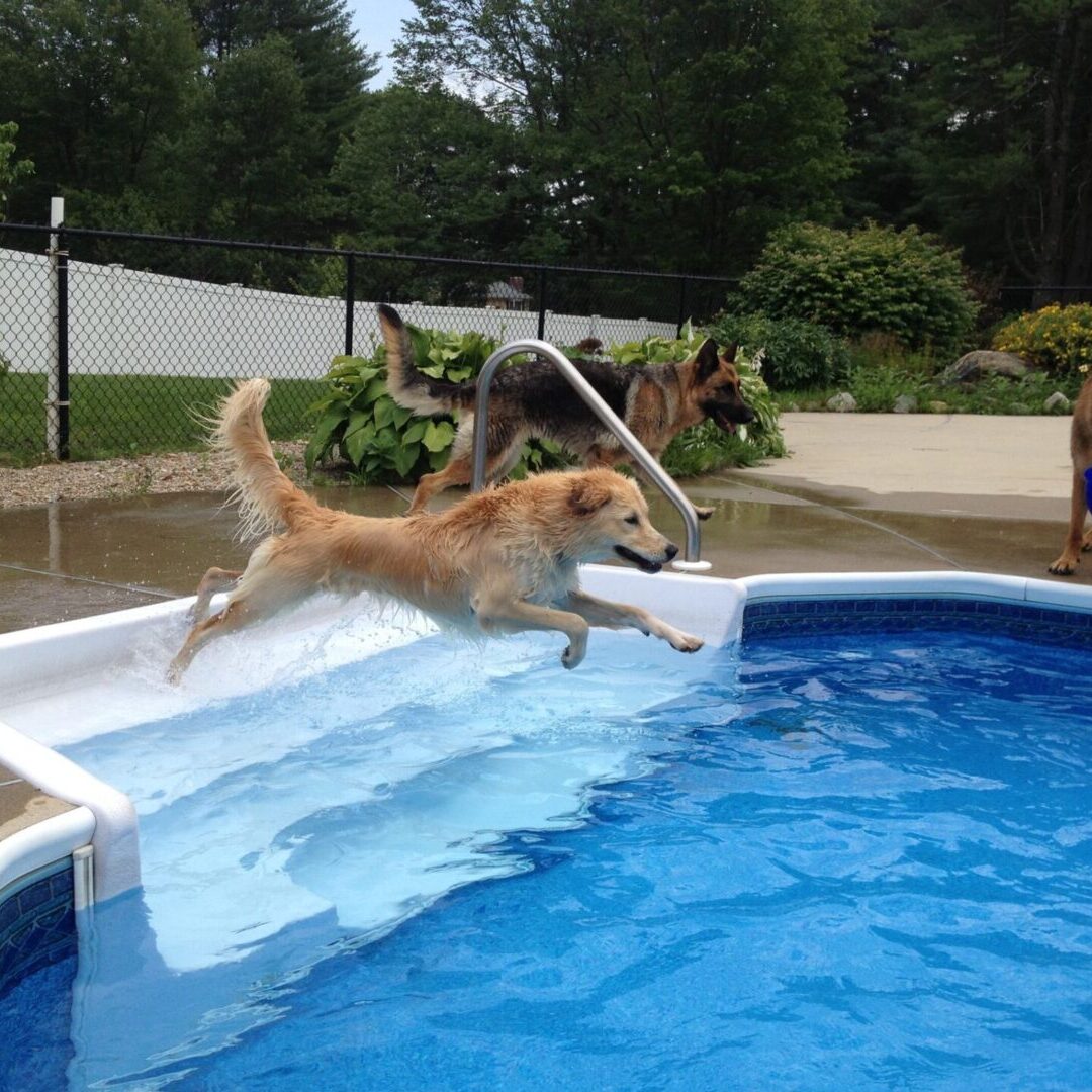 A dog jumping into the pool with its head in the air.
